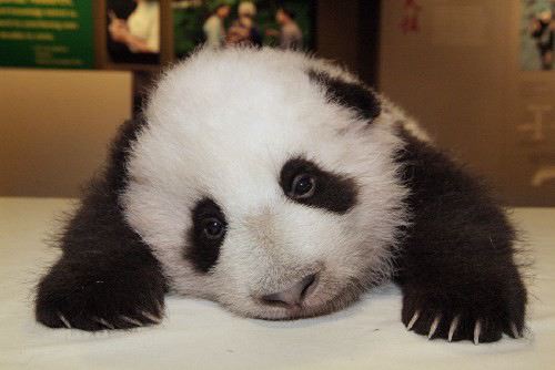The cuteness! It burns! It burns!