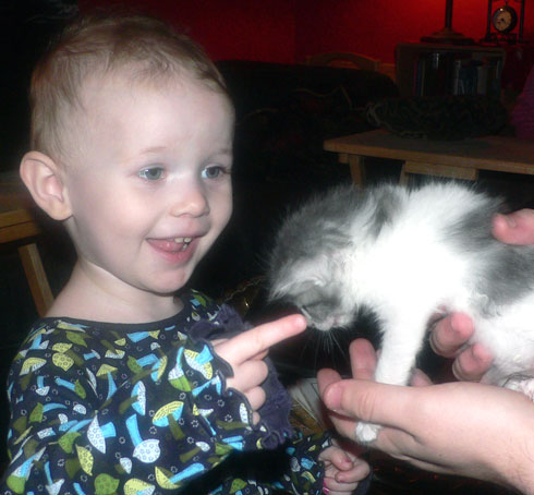 maddox_kitten.jpg